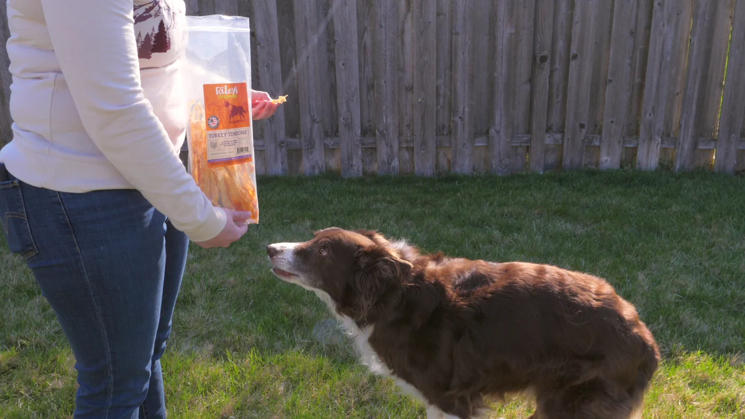 Elevated Style for Every Paw