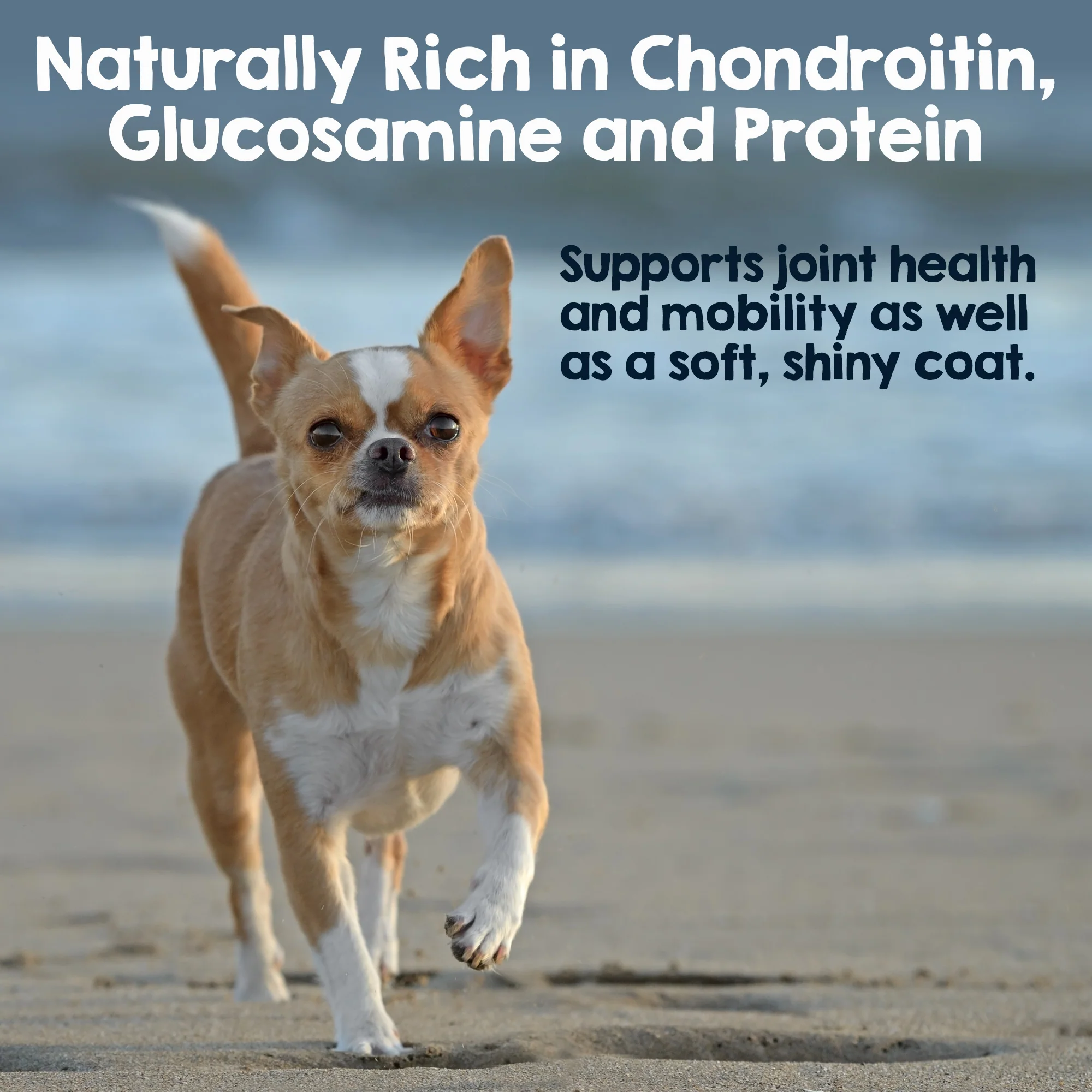 4-6" Steer Bully Sticks for Tiny to Small Dogs (10 ct) - Image 3