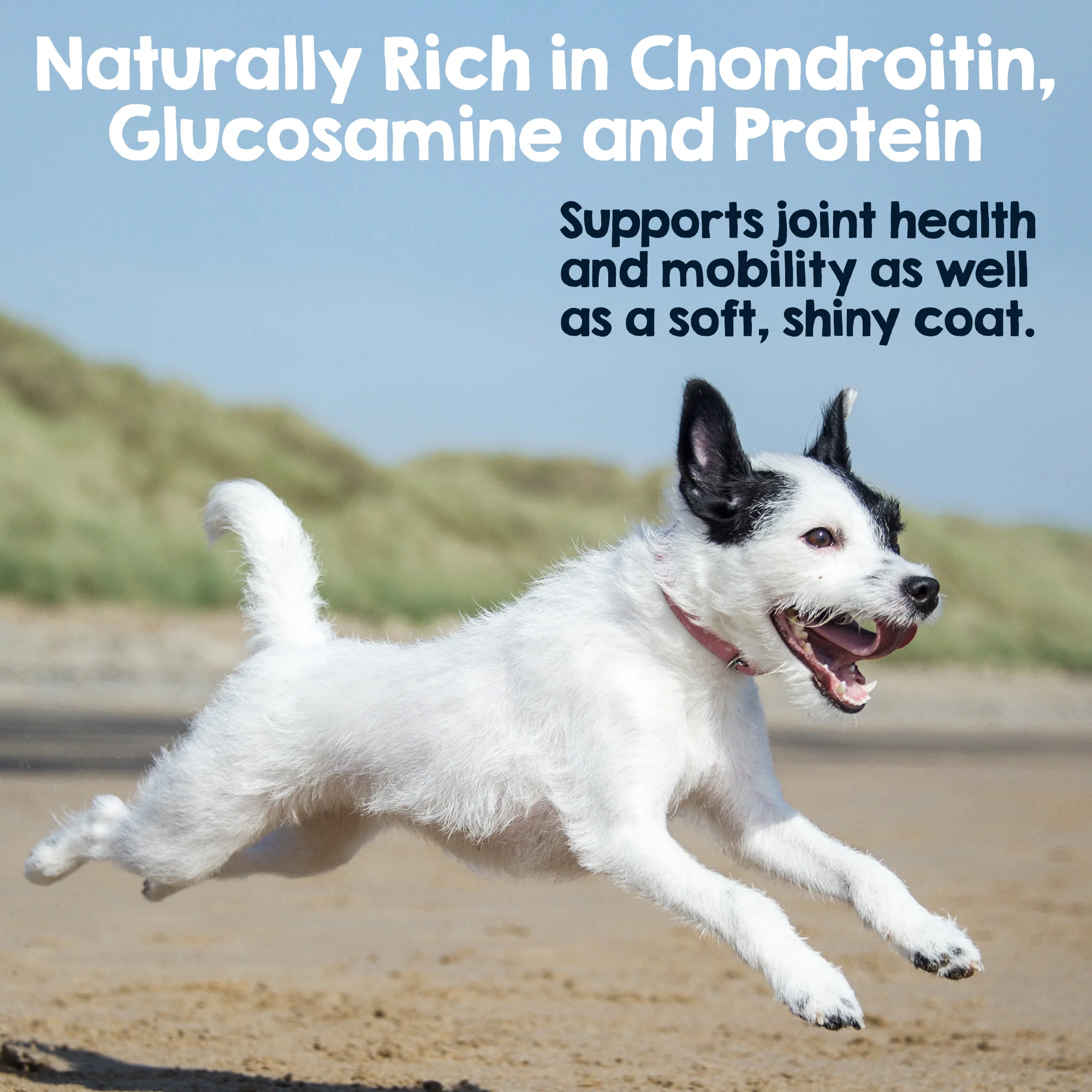 5-6" Steer Bully Sticks for Small to Medium Dogs (12 ct) - Image 3