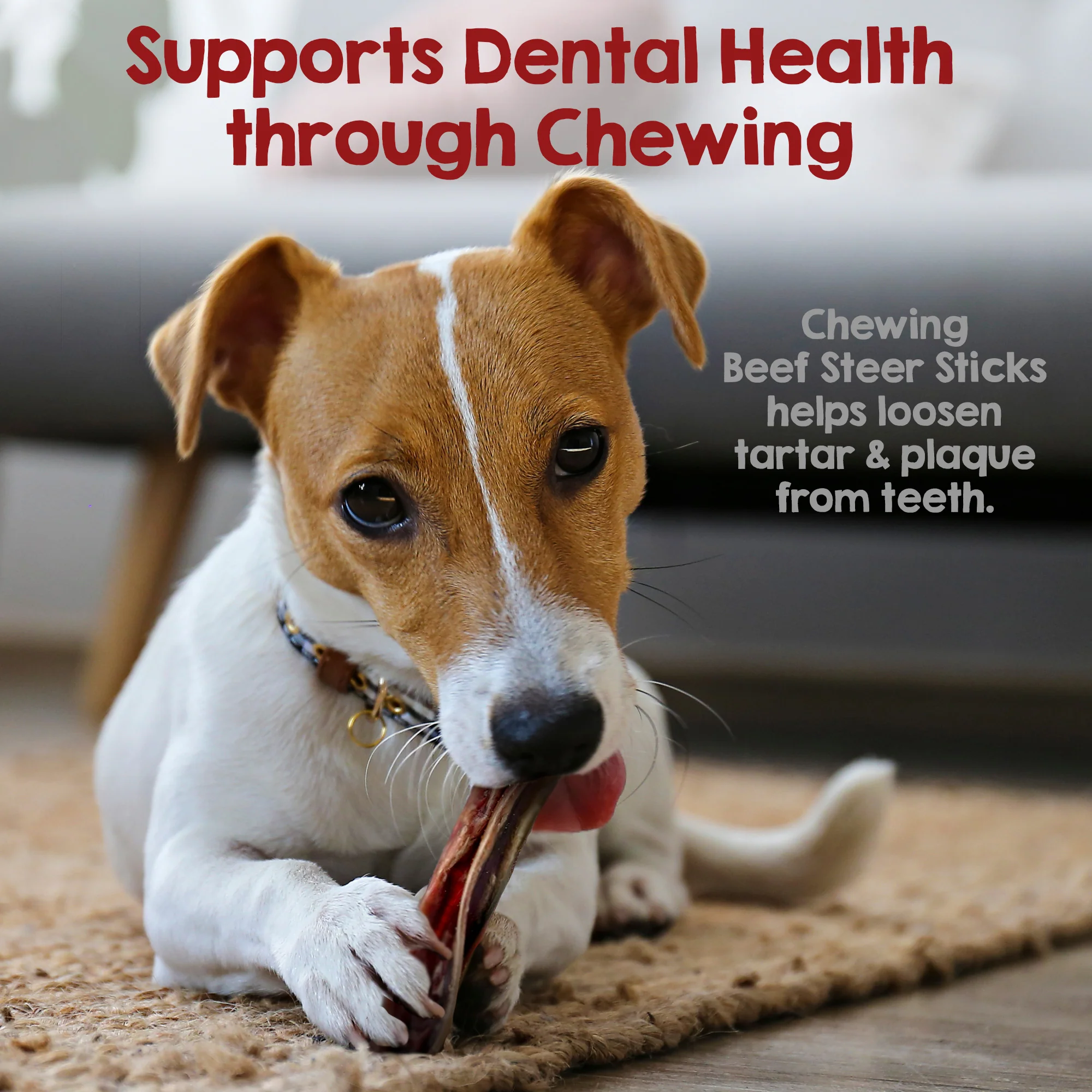 5-6" Steer Bully Sticks for Small to Medium Dogs (12 ct) - Image 5